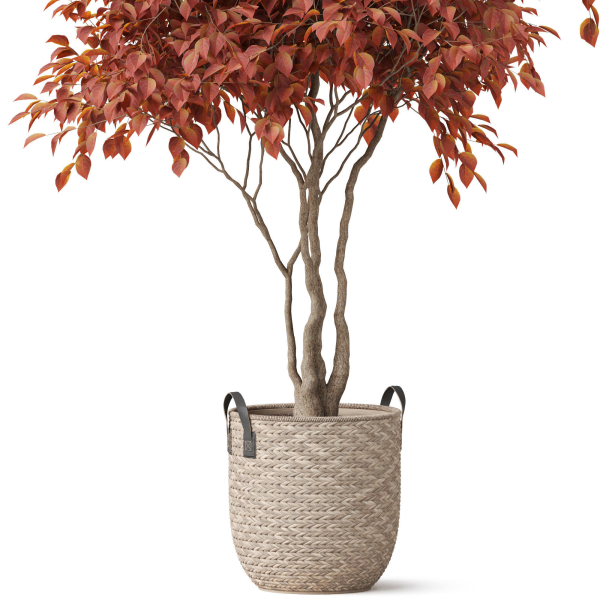 Plants collection 855