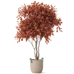 Plants collection 855
