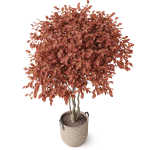 Plants collection 855