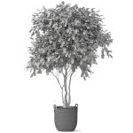 Plants collection 855