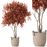 Plants collection 855