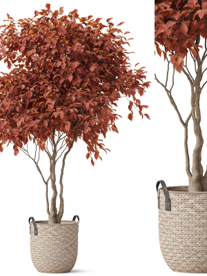 Plants collection 855