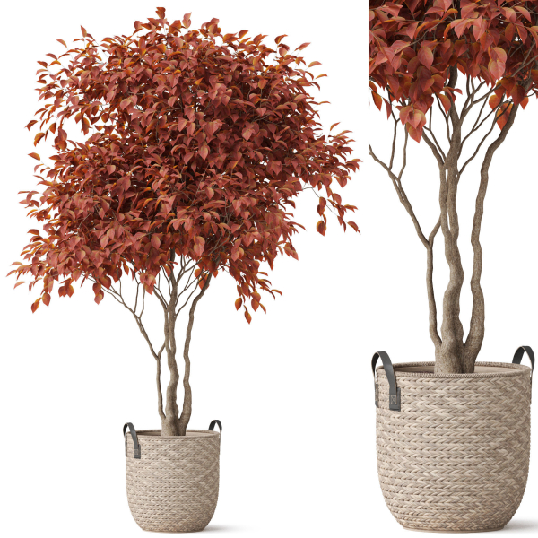 Plants collection 855