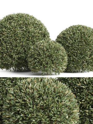 Plants collection 857