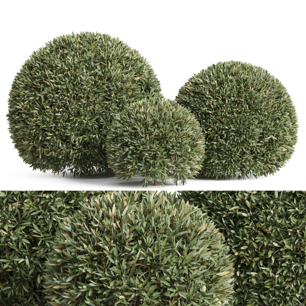 Plants collection 857
