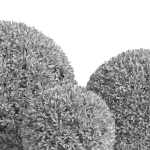 Plants collection 857