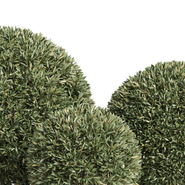 Plants collection 857