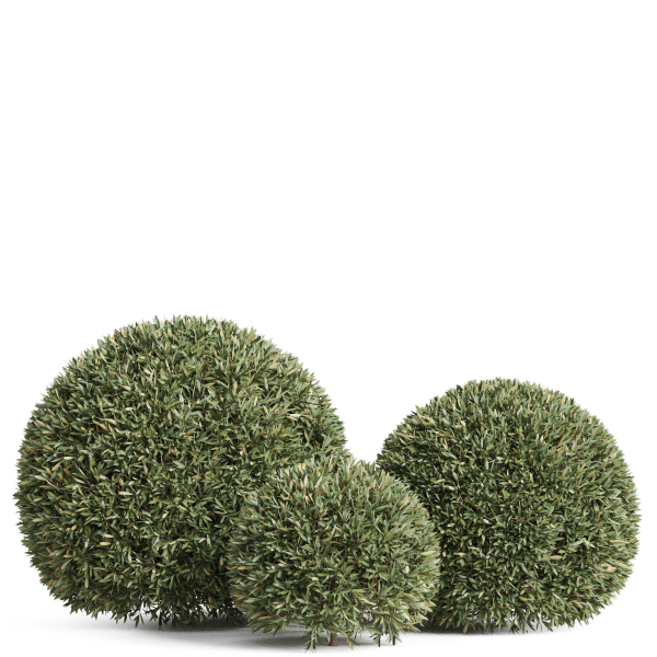 Plants collection 857