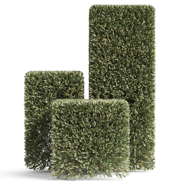 Plants collection 858