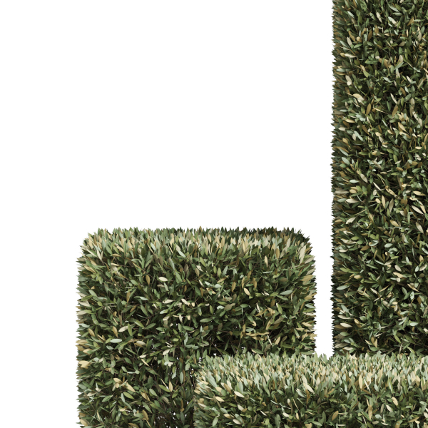 Plants collection 858
