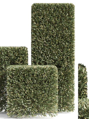 Plants collection 858