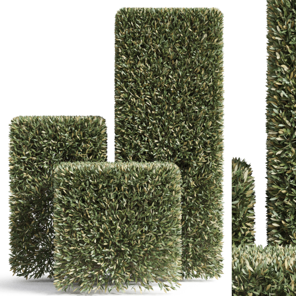 Plants collection 858