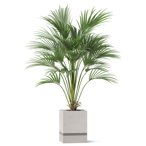Plants collection 867
