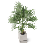 Plants collection 867