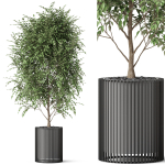 Plants collection 871