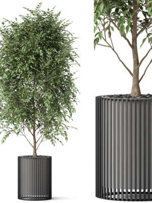 Plants collection 871
