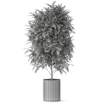 Plants collection 871