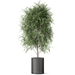 Plants collection 871