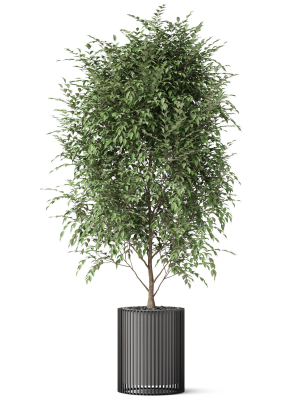plants-collection-871-3d-model-b69ae16bfd