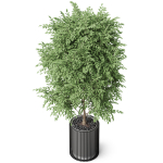Plants collection 871
