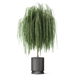 Plants collection 872