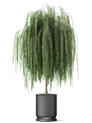 plants-collection-872-3d-model-9c84292fa4