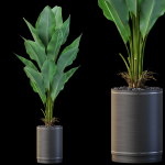 Plants collection 876