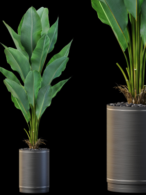 Plants collection 876