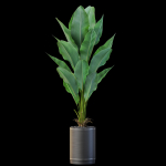 Plants collection 876