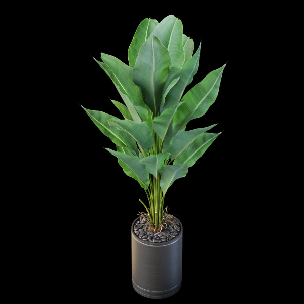 Plants collection 876