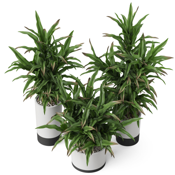 Plants collection 889