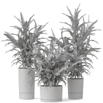 Plants collection 889