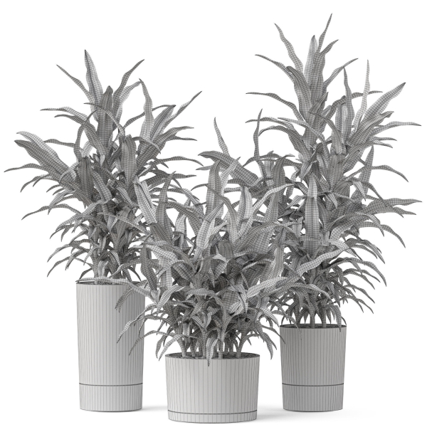 Plants collection 889