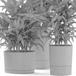 Plants collection 889