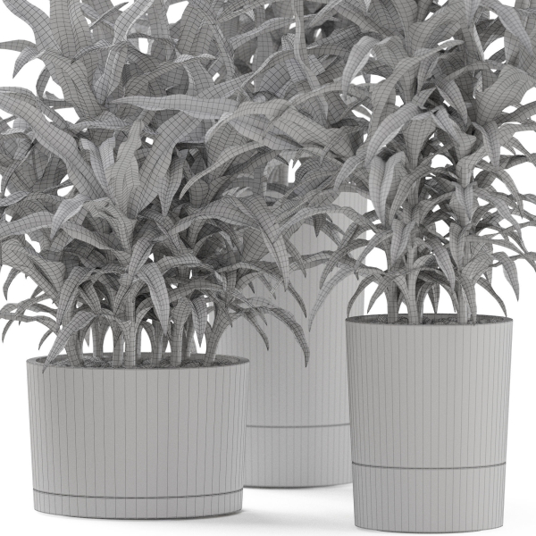 Plants collection 889