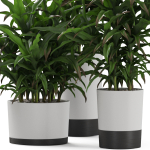 Plants collection 889