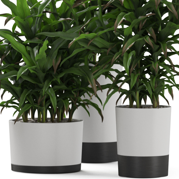 Plants collection 889