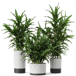 Plants collection 889