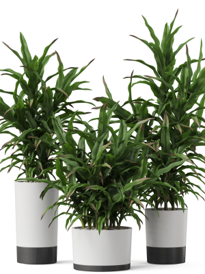 Plants collection 889