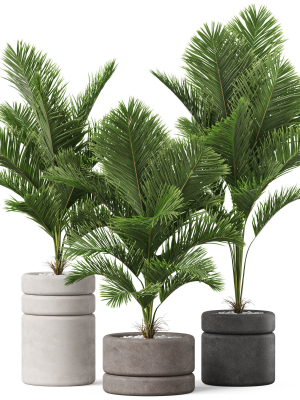 plants-collection-894-3d-model-29165c7e87