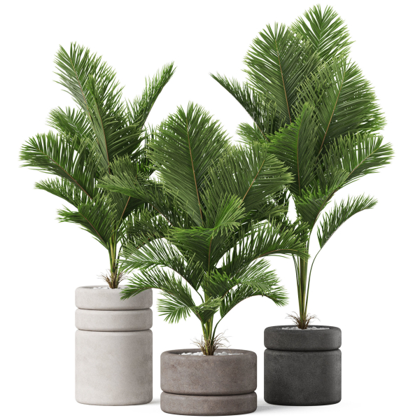 Plants collection 894