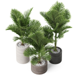 Plants collection 894