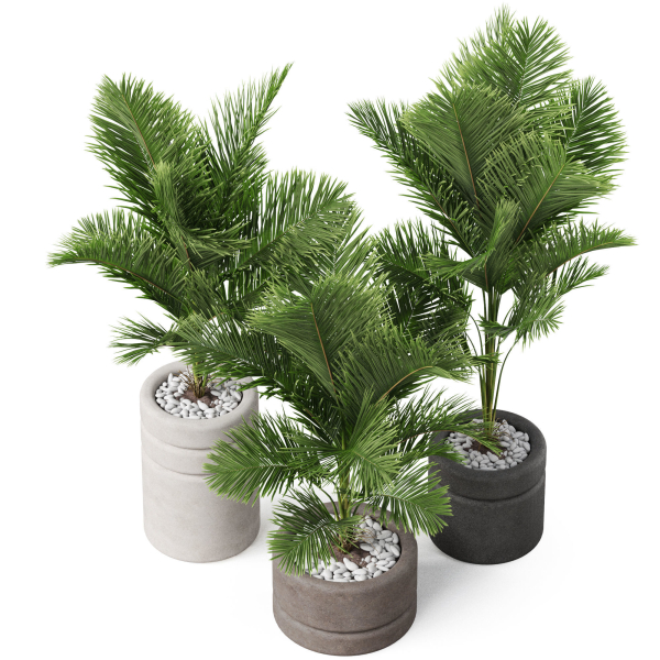 Plants collection 894