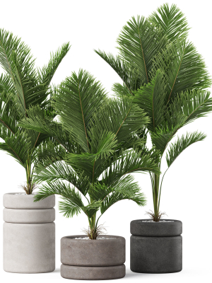Plants collection 894
