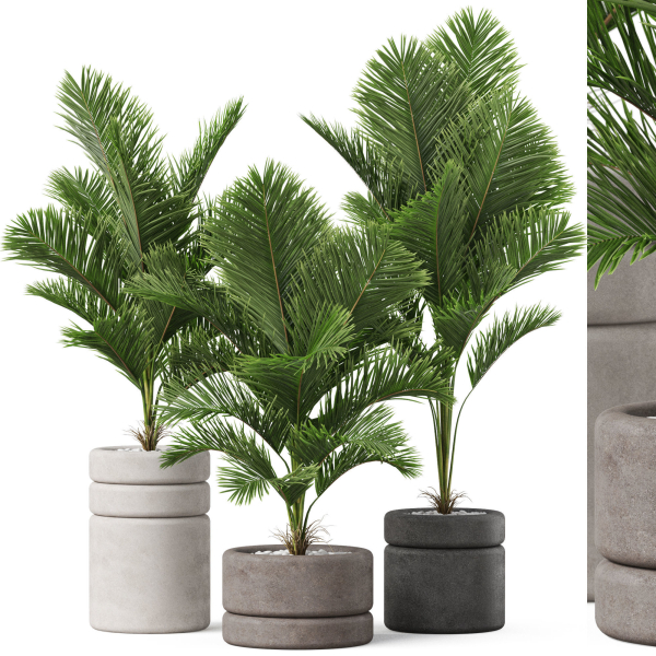 Plants collection 894
