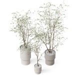 Plants collection 900
