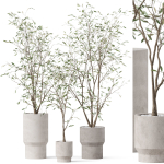 Plants collection 900