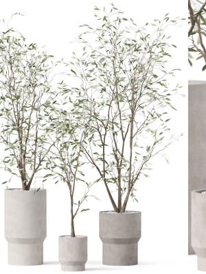 Plants collection 900