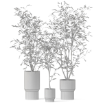 Plants collection 900