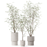 Plants collection 900